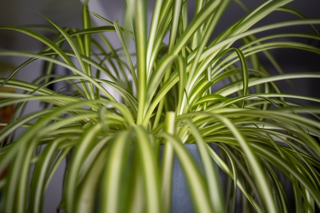 Photo Spider Plant