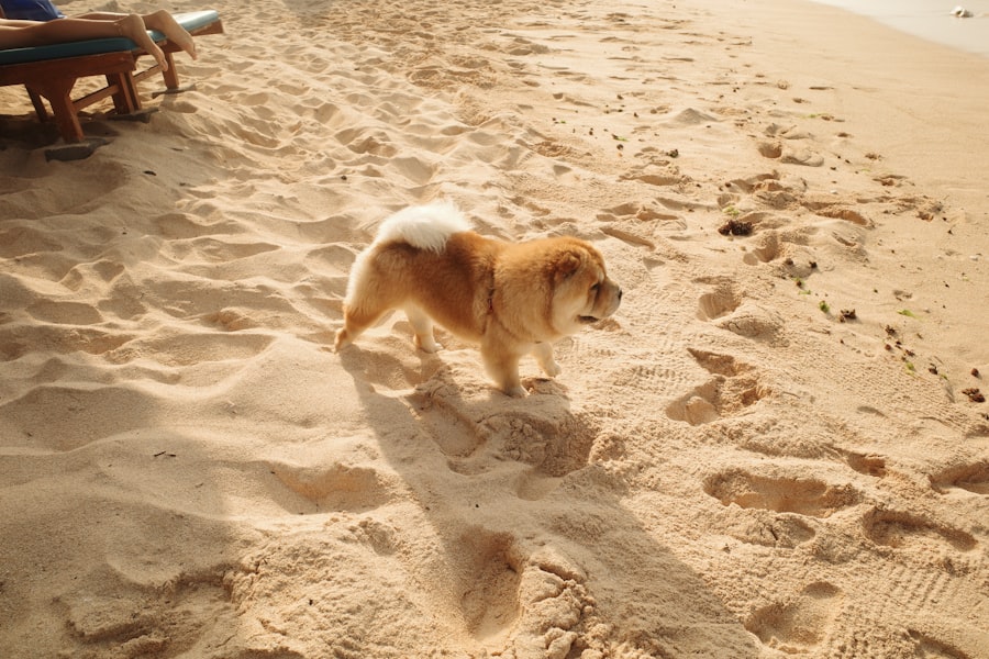 Photo Puppy Beach